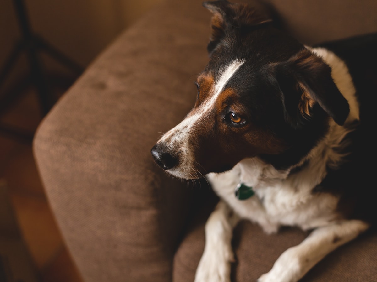 Hond languit op de bank