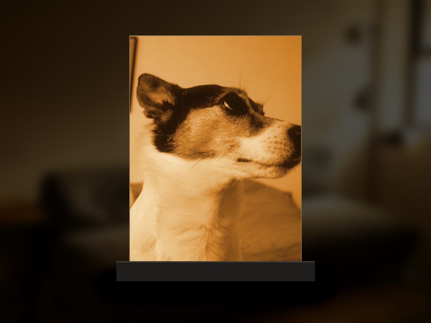 Fotolamp met een close-up van een hond, verlicht